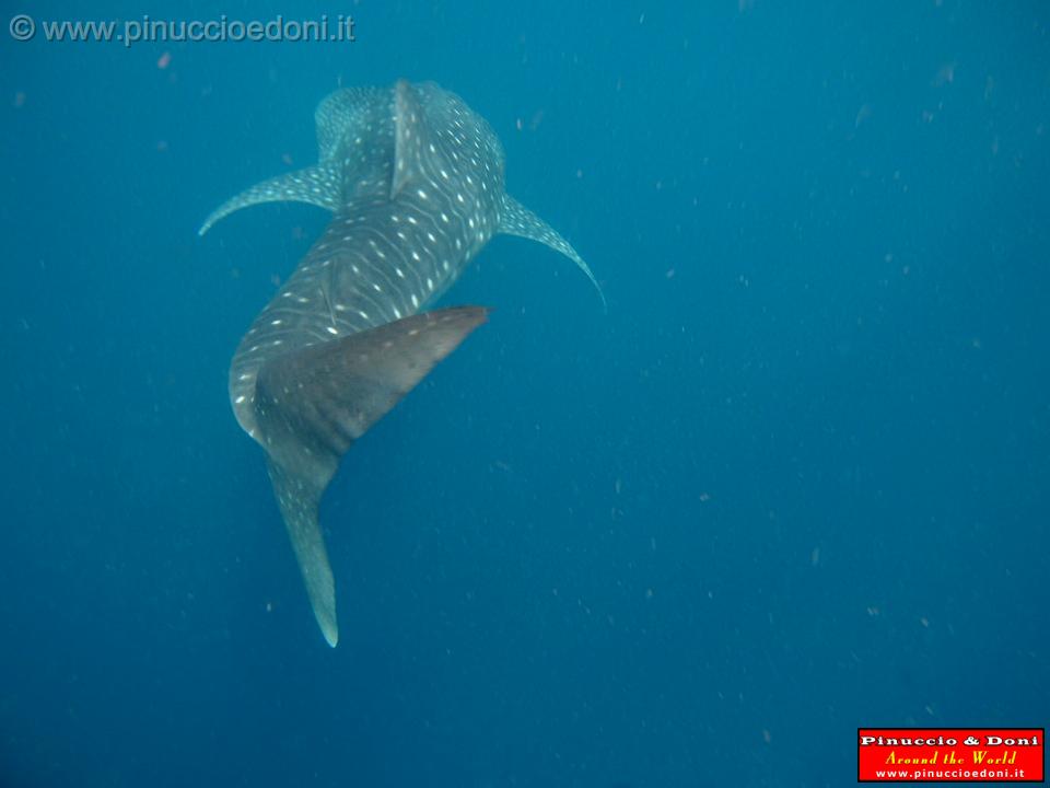 Djibouti - Whale Shark in the Gulf of Aden - 13.jpg